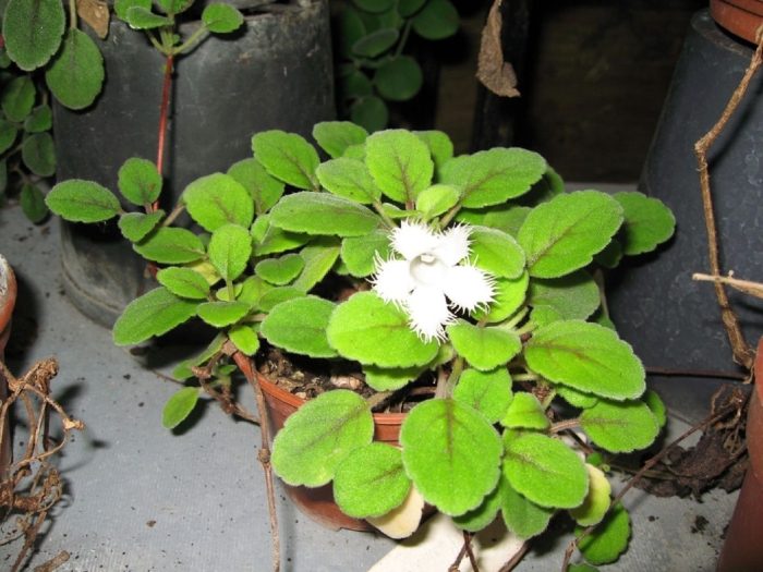 Альсобия dianthiflora