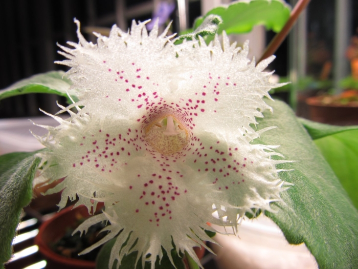 Альсобия chiapas