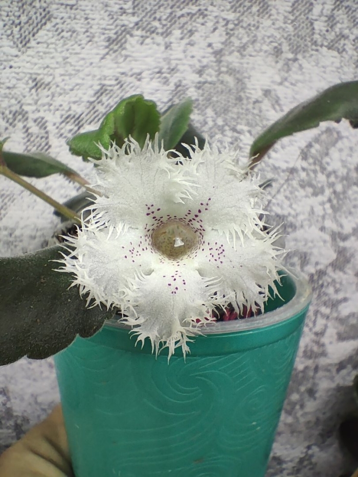 Альсобия гвоздикоцветная