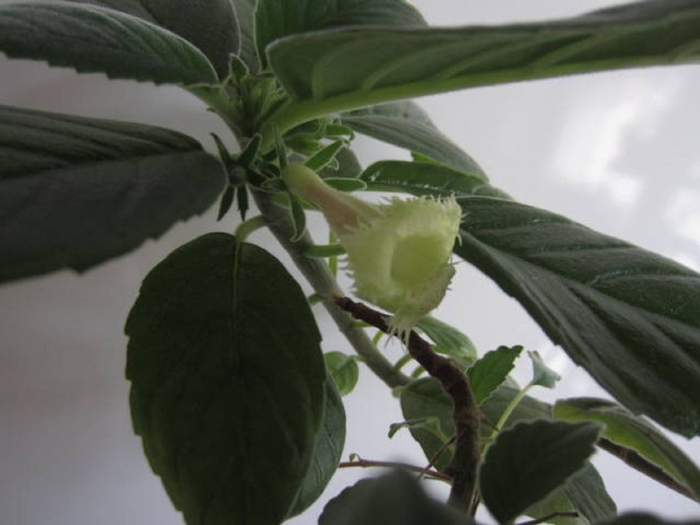 Глоксиния бутоны