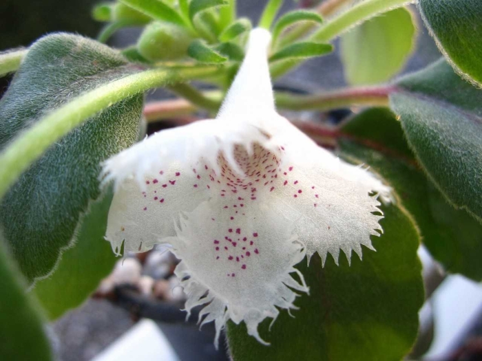 Эписция alsobia punctata