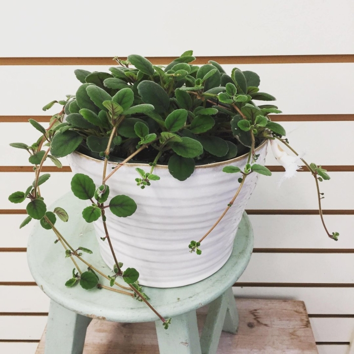 Пеперомия тетрафилла хоуп