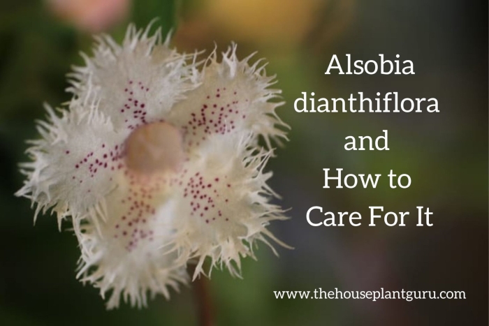 Alsobia dianthiflora