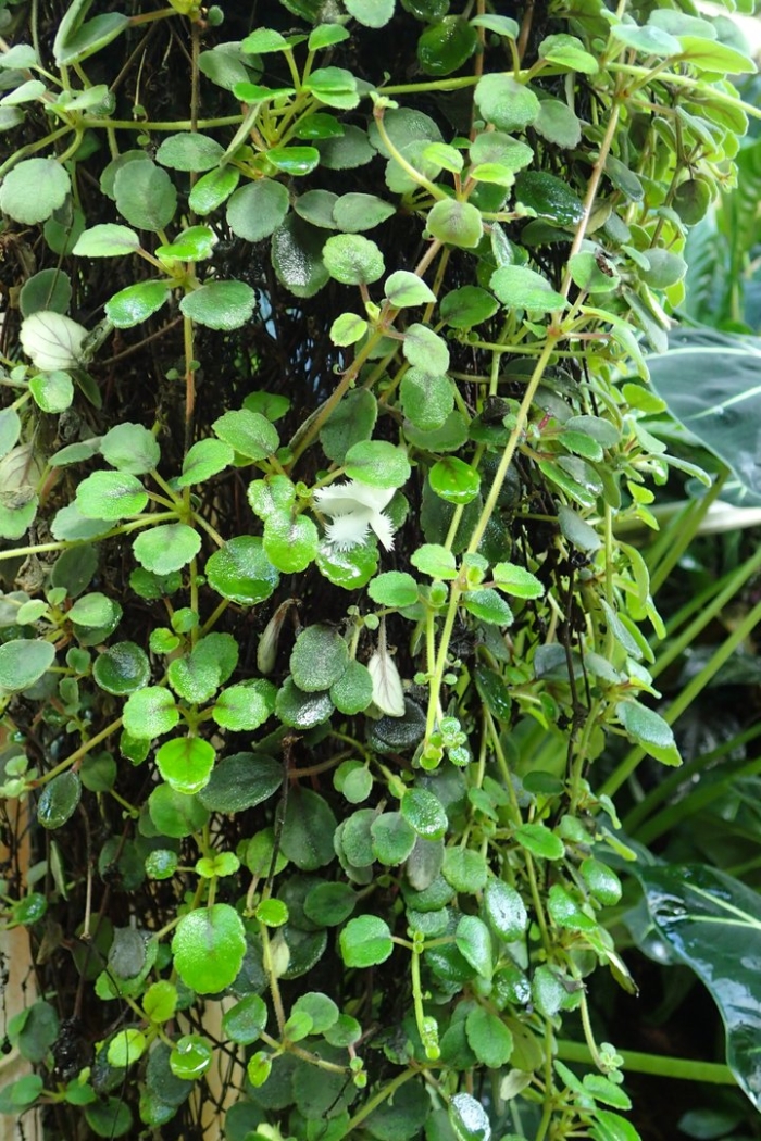 Пилея депресса