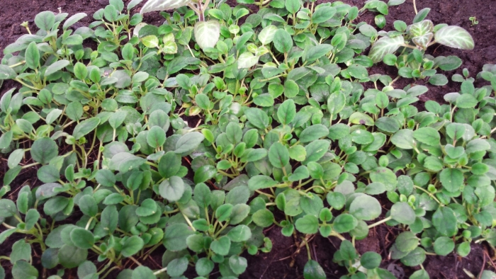 Цветущее растение