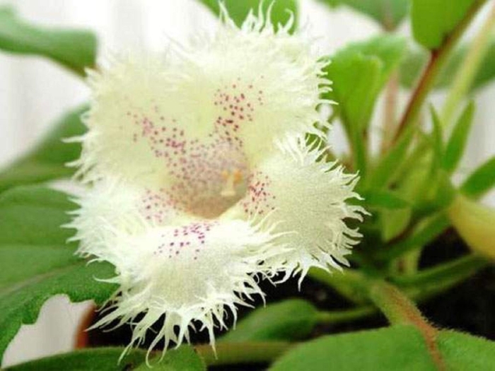 Альсобия dianthiflora