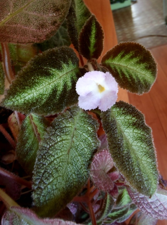 Эписция лесная красавица