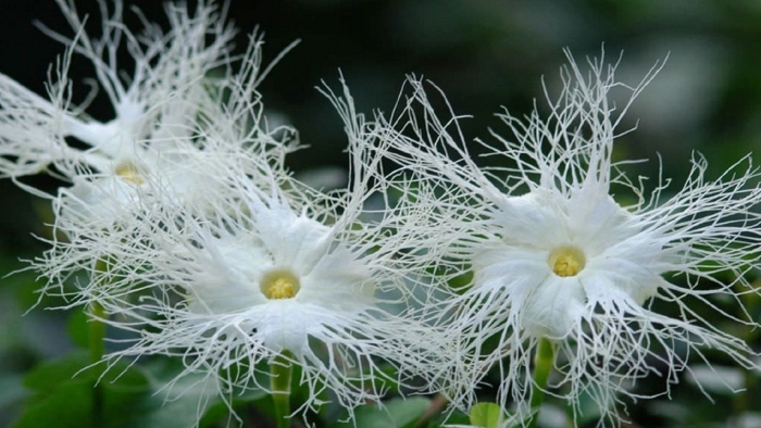 Трихозант змеевидный цветок