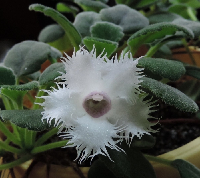 Альсобия пунктата