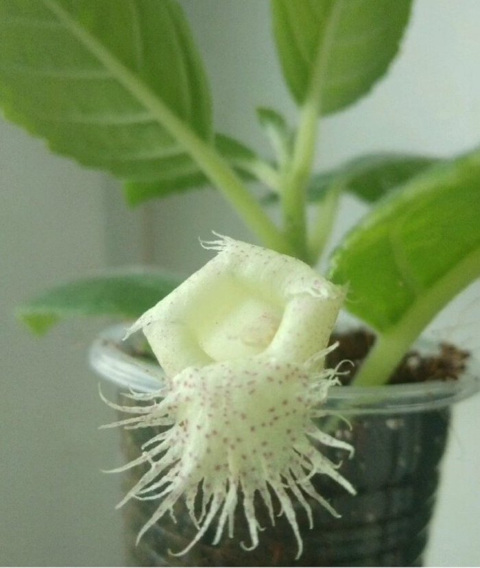 Альсобия chiapas