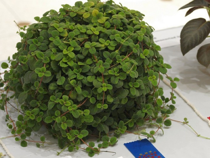 Комнатное растение