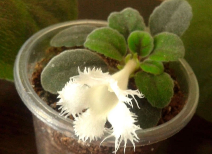 Альсобия гвоздикоцветковая