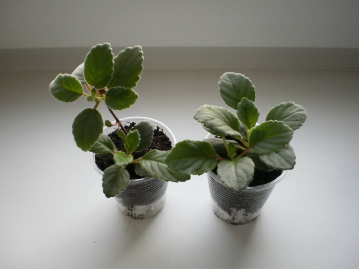 Сенполия фитильный полив