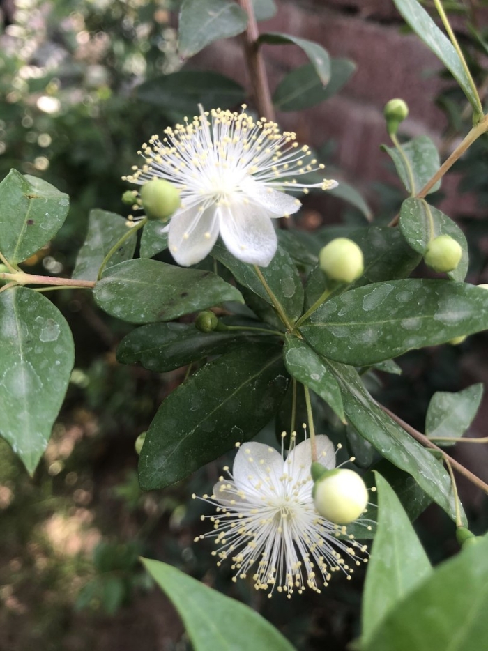 Мирт myrtus communis