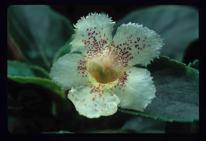 Alsobia dianthiflora