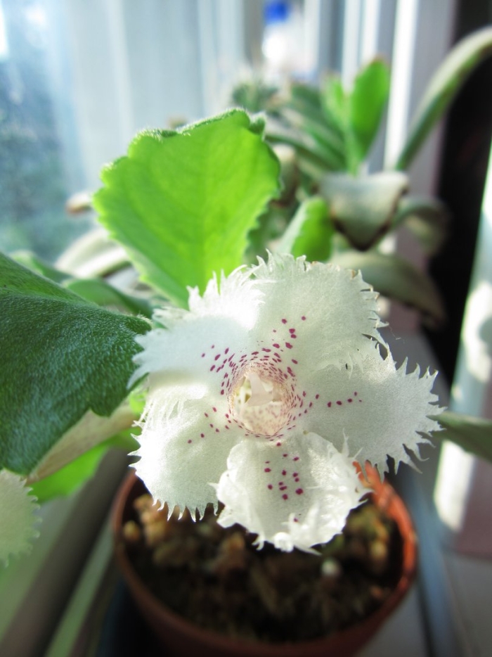 Альсобия chiapas