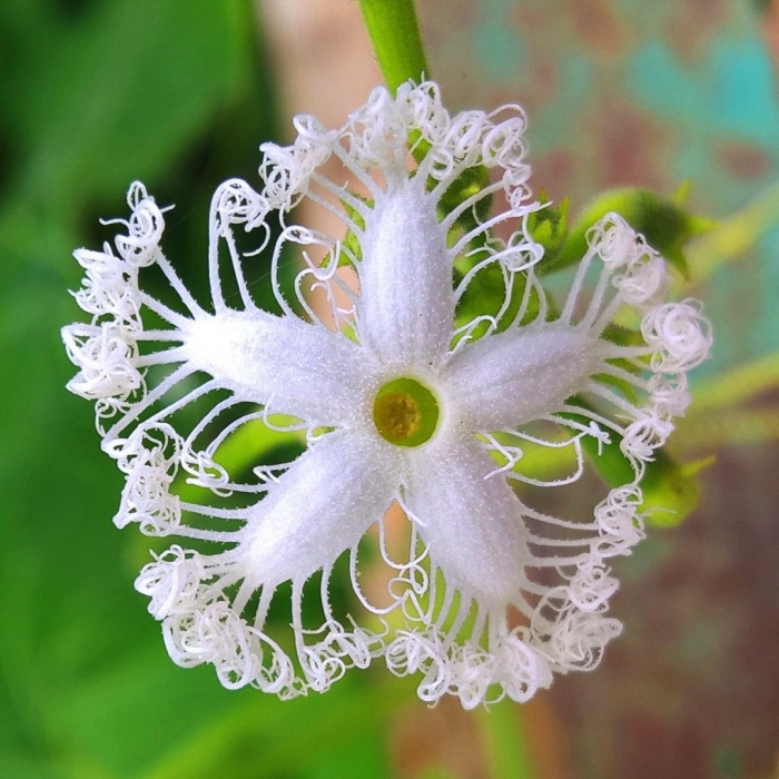 Трихозант змеевидный