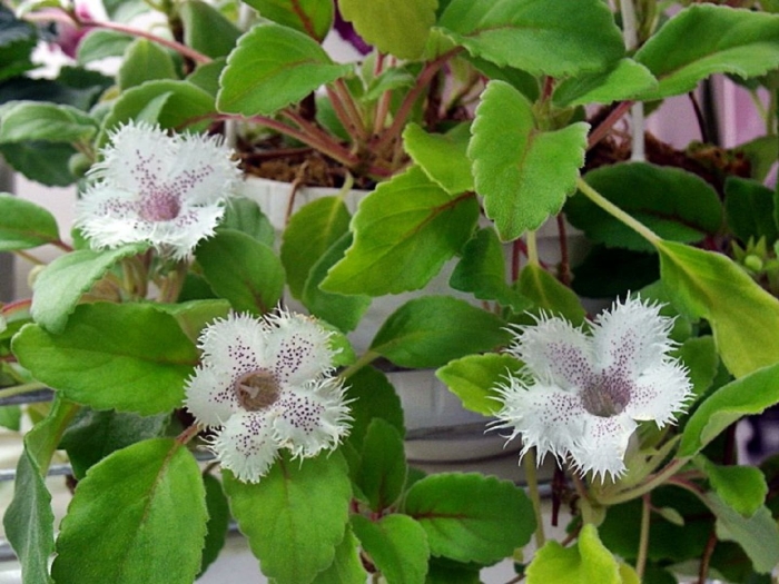 Альсобия пунктата