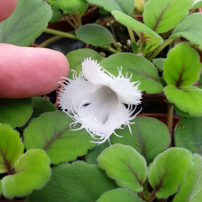 Alsobia dianthiflora