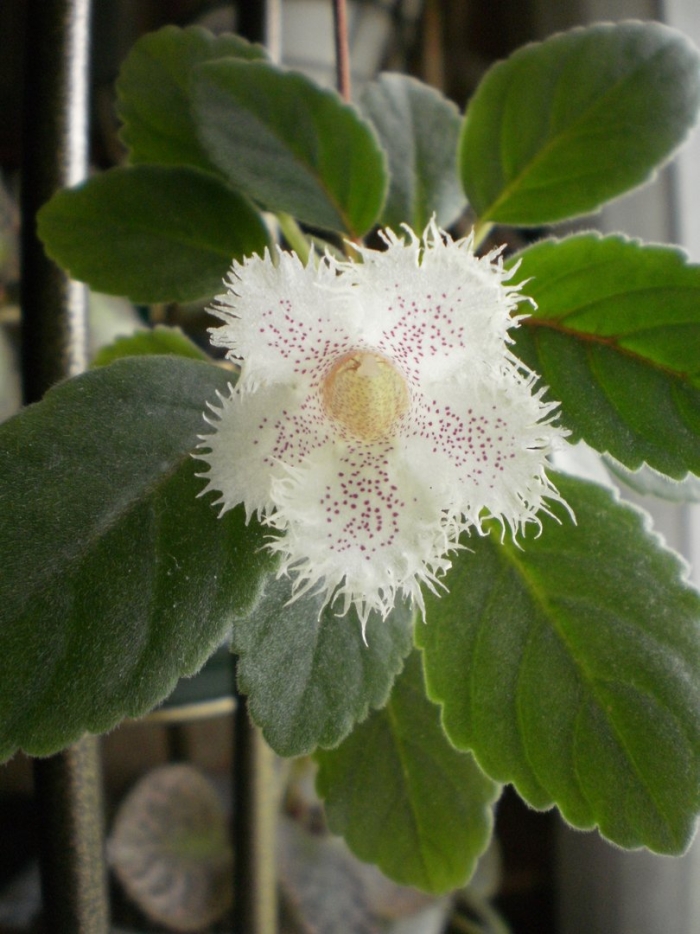 Альсобия dianthiflora