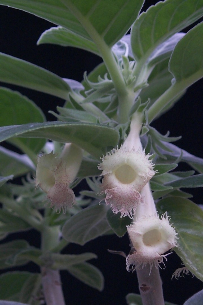 Альсобия гвоздикоцветковая