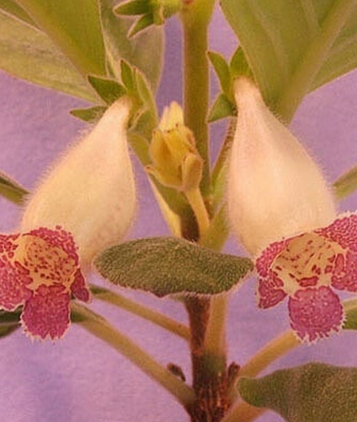 Sinningia regina serra da vista.