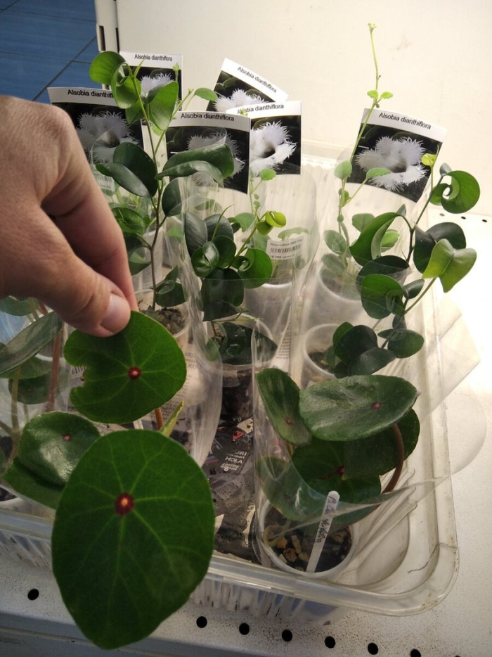 Ампельная фиалка