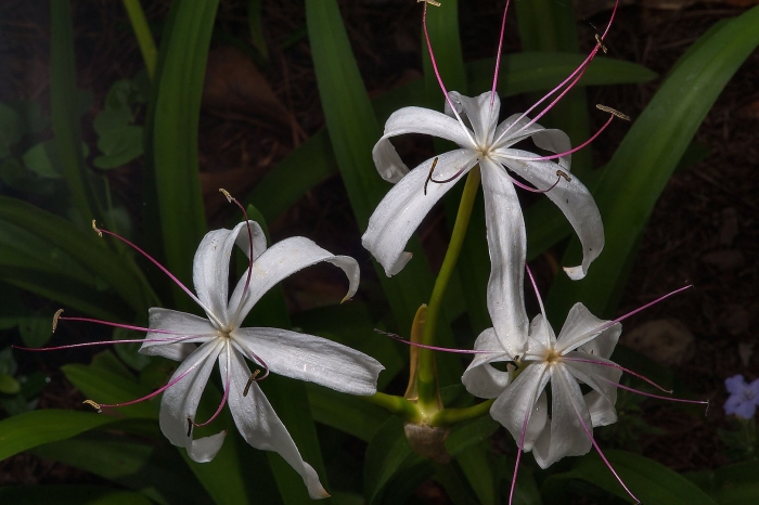 Crinum lily