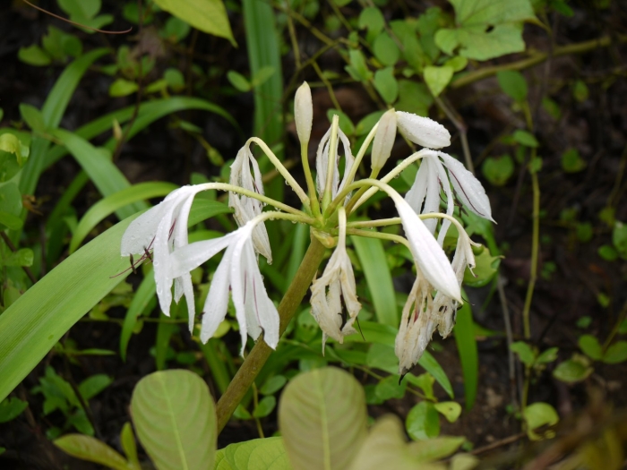 Кринум волнистый