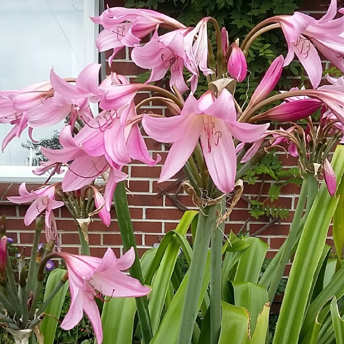 Кринум пауэлла powellii