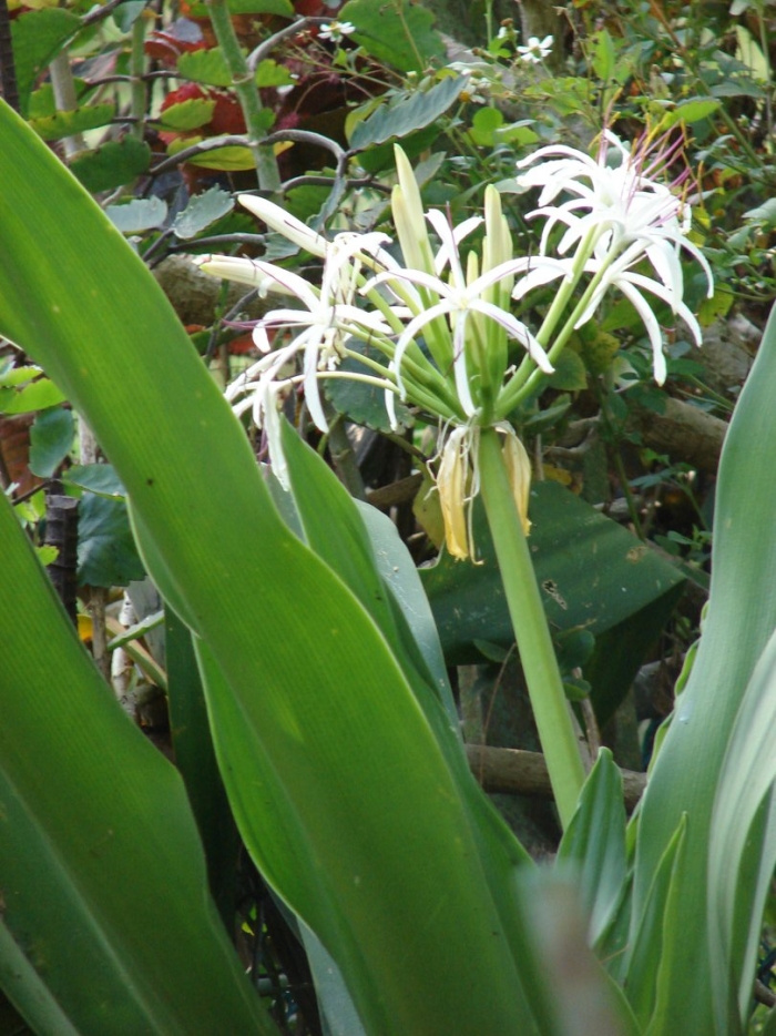 Crinum asiaticum