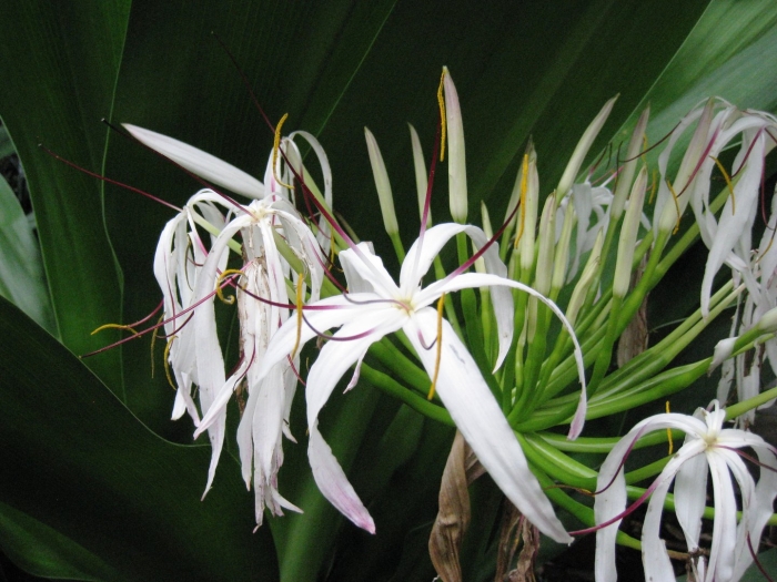 Гименокаллис карибский