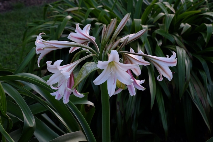 Лилия кринум