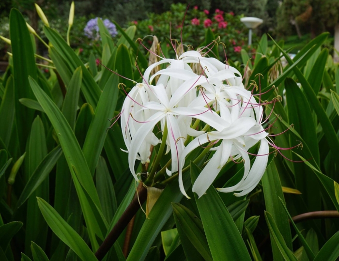 Гименокаллис исмене