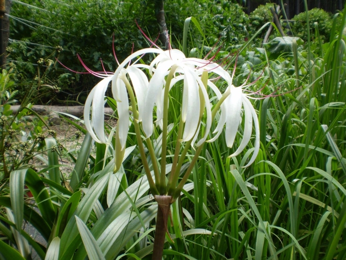 Crinum americanum