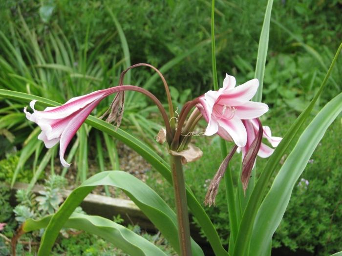 Кринум пауэлла