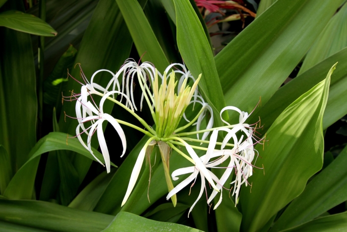 Кринум пауэлла