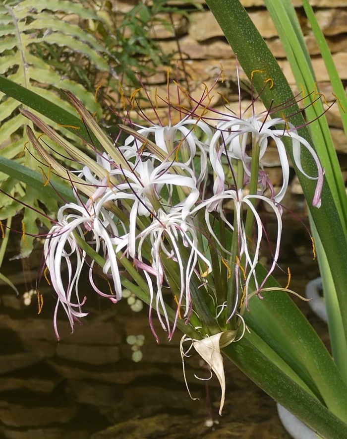 Кринум натанс