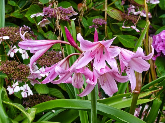 Кринум мура crinum moorei