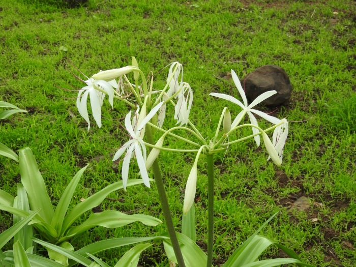 Кринум эфиопский