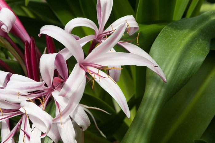 Кринум азиатский