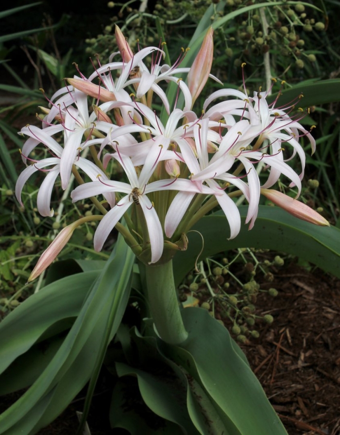 Crinum asiaticum