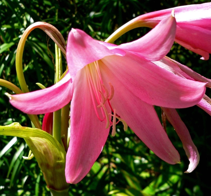 Кринум пауэлла альба