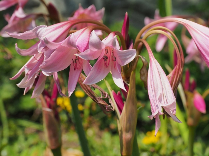 Кринум пауэлла powellii