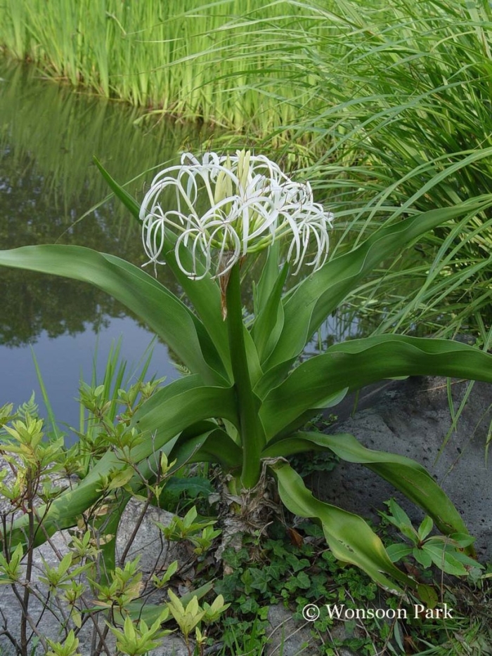 Кринум ягус