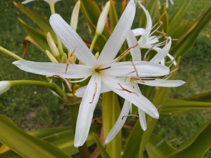 Кринум эрубесценс