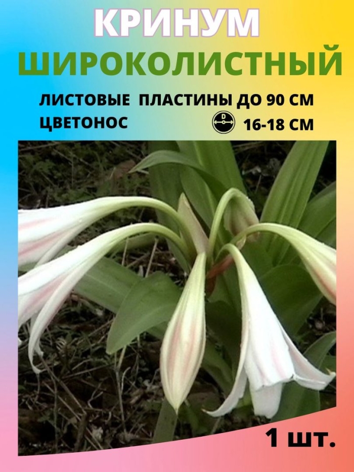 Crinum latifolium