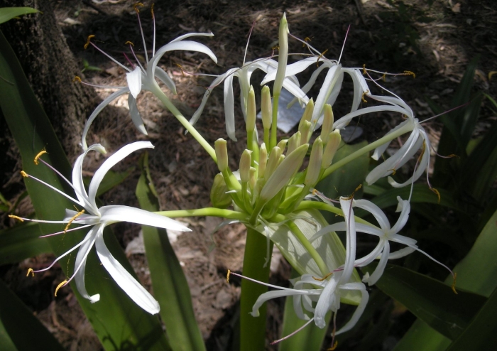 Crinum pedunculatum