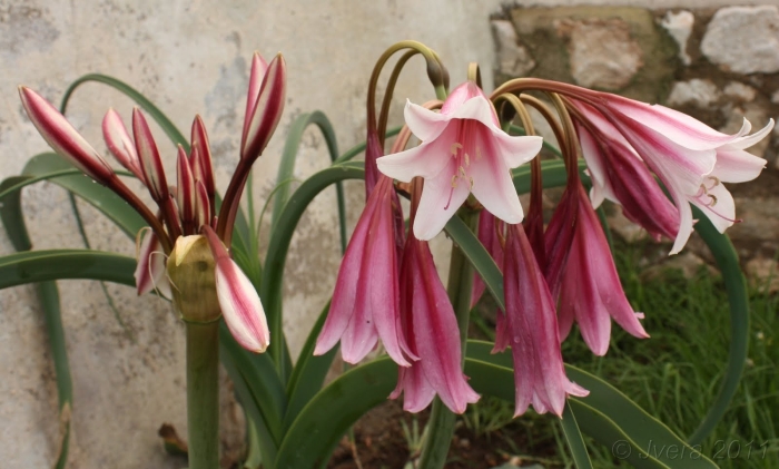 Crinum bulbispermum