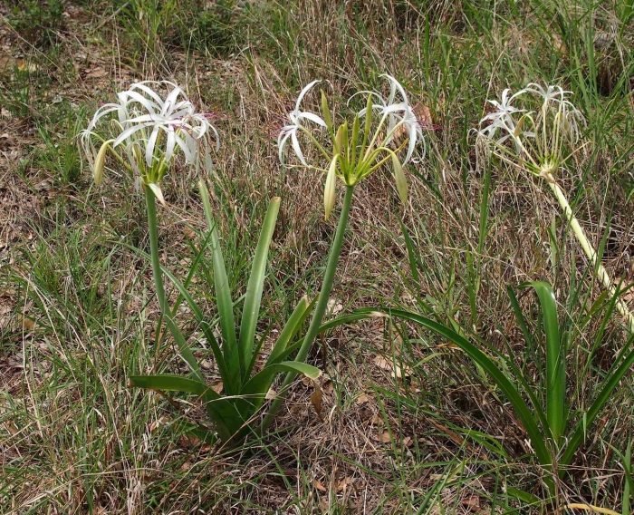 Crinum angustifolium